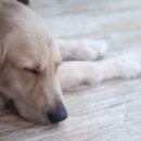 엔젤독스애견 이미지