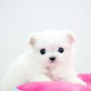 천사애견 이미지