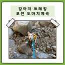 백운세탁소 | 강아지와 함께하는 애견 동반 트레킹과 계곡 물놀이, 포천 도마치계곡 주차, 야영지 가는 코스