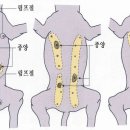 한빛종합동물병원 이미지