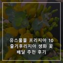후리지아 | 유스풀몰 프리지아 10줄기후리지아 생화 꽃배달 추천 후기