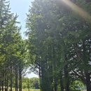 예산-19 | 예산 스노우라인 캠핑빌리지 프리미엄존 내돈내산 후기, 근처 마트, 사이트별 사진