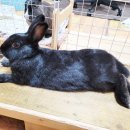 당진시 동물보호소 동물병원 이미지