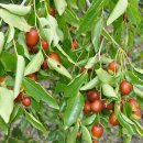 박경철농장 이미지