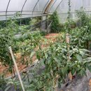 해뜬농장 이미지