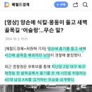 양손에 식칼·몽둥이 들고 새벽 골목길 ‘어슬렁' 이미지