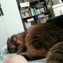 니발내발 이미지