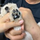 누리의료기기 | 반려동물 헬스케어 동국제약 캐니스킨 보습크림, 캐니덴트 치약 고구마향 사용 후기