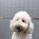 퍼피팸퍼 이미지