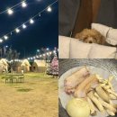 리얼팩토리 | [시흥 거북섬 맛집] "진짜 몸만 가도 될까? 반려동물 동반 가능한 바베큐팩토리 리얼 후기" 🥩🍖🐾