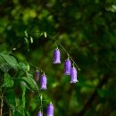 금강초롱 이미지