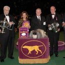 쇼독(Show dog) 이미지