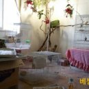 베짱이청소