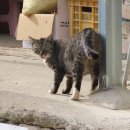 멍순이 패밀리 이미지