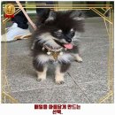 예쁘댕냥 이미지