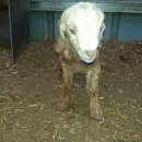 슈퍼염소농장 이미지