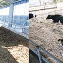 현구목장 이미지