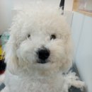 개등드리# 이미지