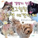 도그천사 | [인천/서창] 도그힐링상주견카페 후기 : 내 강아지...수 있다니!!!(feat. 천사 강아지들이 반겨주는 카페)