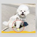 슈즈와우
