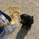 설악의 정원 | 속초 애견 동반 펜션 • 강아지 수영장 • 설악의 정원 • 속초 애견 카페 • 카페서락