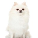 25시동물의료센터 이미지