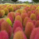 수피아플라워 이미지