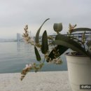 삼층다방