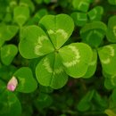 네잎클로버 이미지