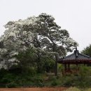 볼음도저어새생태마을 이미지