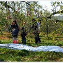 하향농장 이미지