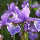 아이리스 이미지