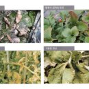 휴바스코리아 이미지