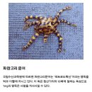 즉사 할 수 있는 한국 바다 생물들 이미지