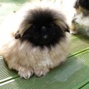 복수농장 이미지