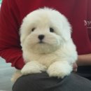 미유펫