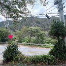 동강할미꽃펜션 이미지