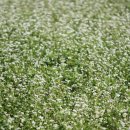 중방농장 이미지