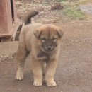 두목농장 이미지