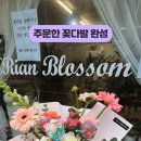 리안블라썸 네이버블로그