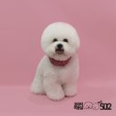강아지미용실502 이미지