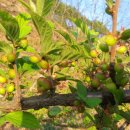 금지농장 이미지