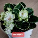 바이올렛