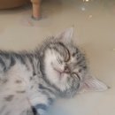 루디헤어 이미지