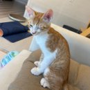 행복한집사 | 초보집사의 행복한 치즈냥 입양후기