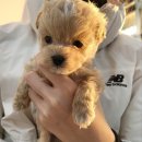 로얄독 강아지분양 화성동탄점 이미지