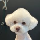 멍탕멍컷 이미지