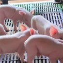 유가농장 | 거시경제 변동성(유가·환율) 확대에 따른 양돈 농가 리스크 관리 및 대응 시나리오?!