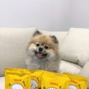 맛있개 건강하개 | 강아지화식 건강하개 건강한끼 신제품 후기