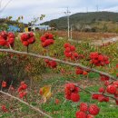 이승수 농장 이미지